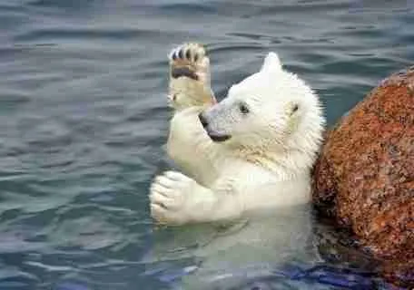 Are All Polar Bears Left Handed