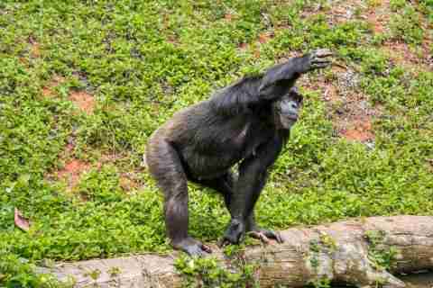 Are Chimpanzees Right or Left Handed