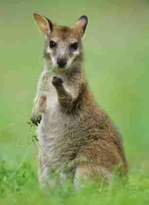 Are Most Kangaroos Left Handed