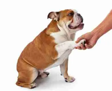 Do Dogs Have a Dominant Paw
