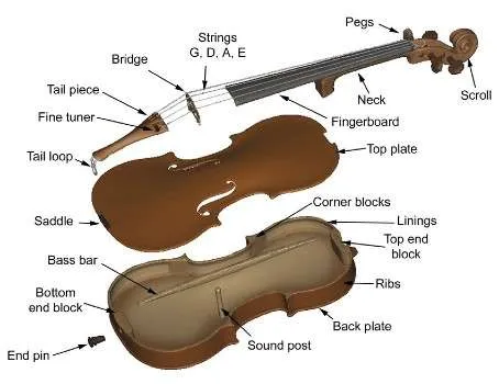 Parts of a Violin
