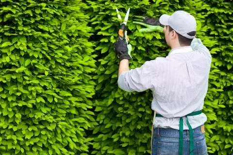 Best Garden Tools for Left Handed People 1 Hedge Trimmer and Grass Shears